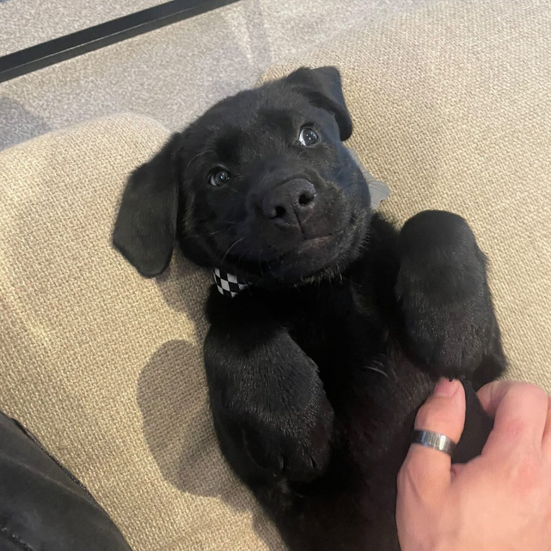 elastacloud's tweet image. Taking a furry break for #MentalHealthAwarenessMonth! 🐶💕 Our Elastacloud team enjoyed an hour-long session of mindfulness and pet therapy, with adorable results. Check out our pet selfies! #Elastacloud #PetTherapy #PetsOfTwitter