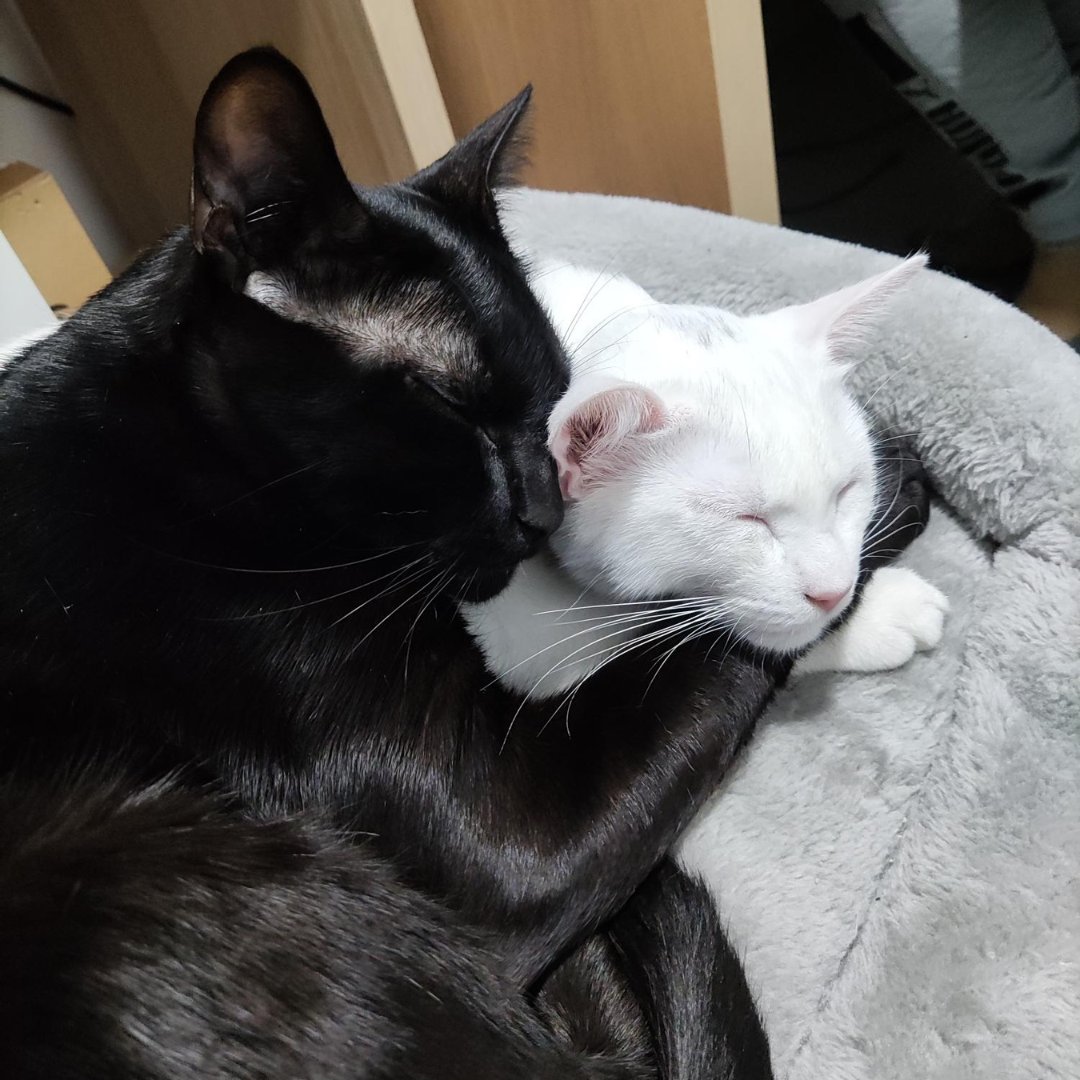 elastacloud's tweet image. Taking a furry break for #MentalHealthAwarenessMonth! 🐶💕 Our Elastacloud team enjoyed an hour-long session of mindfulness and pet therapy, with adorable results. Check out our pet selfies! #Elastacloud #PetTherapy #PetsOfTwitter