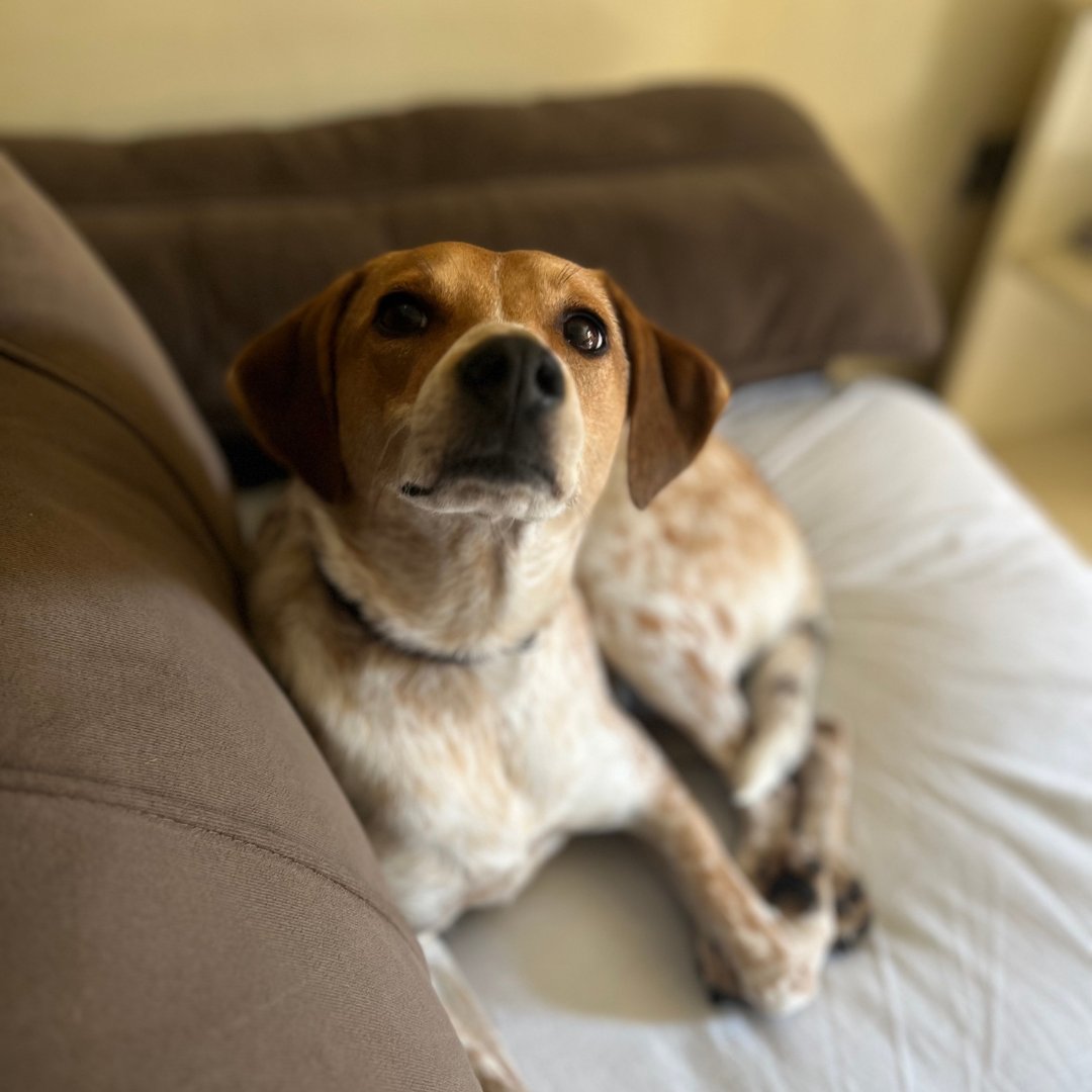 elastacloud's tweet image. Taking a furry break for #MentalHealthAwarenessMonth! 🐶💕 Our Elastacloud team enjoyed an hour-long session of mindfulness and pet therapy, with adorable results. Check out our pet selfies! #Elastacloud #PetTherapy #PetsOfTwitter