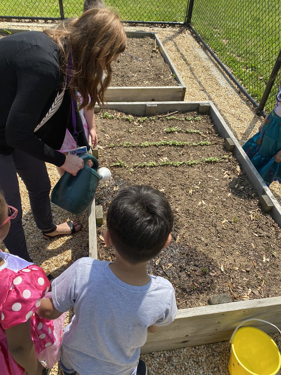 Tommy Fare (@tommy_fare) on Twitter photo The <a href="/PotSpringEl/">Pot Spring</a> edible garden is in full swing and our K Ss are loving every minute!! Radishes and carrots and butter lettuce oh my!! <a href="/JMartinPSES/">Jane Martin</a> <a href="/dimoore7/">Diana Moore</a> The <a href="/PotSpringEl/">Pot Spring</a> edible garden is in full swing and our K Ss are loving every minute!! Radishes and carrots and butter lettuce oh my!! <a href="/JMartinPSES/">Jane Martin</a> <a href="/dimoore7/">Diana Moore</a>