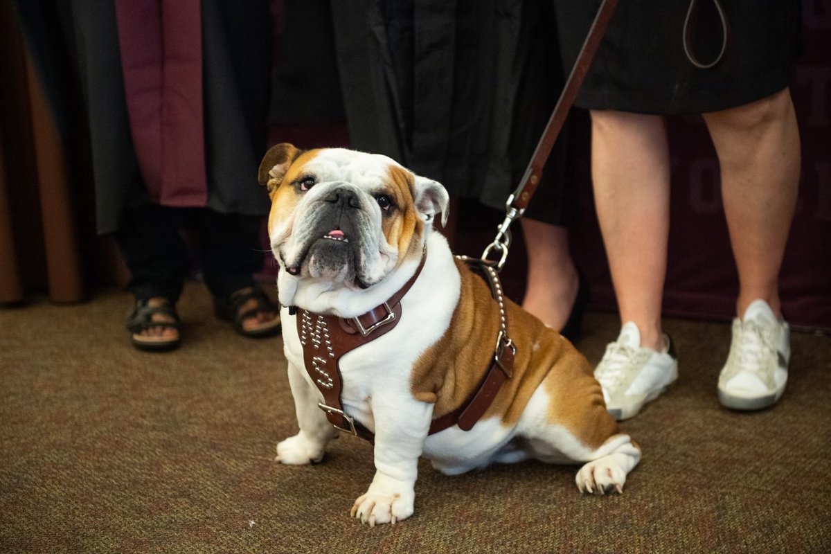 msstate's tweet photo. Celebrating our MSU-Meridian graduates today! Congratulations to our newest Bulldog alumni. 🎓 #MSStateGrad23 https://t.co/P1sgDnLqHg