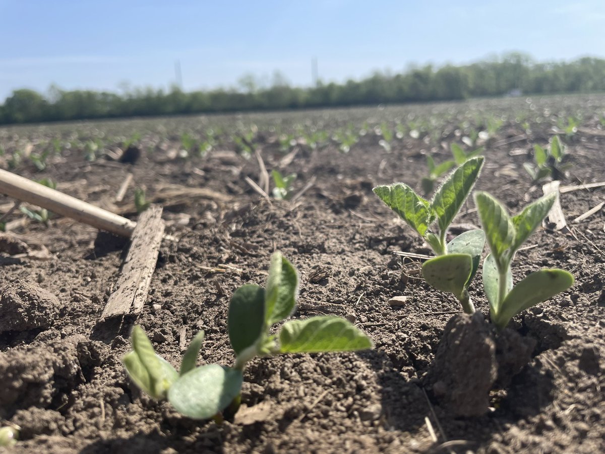 April 12th planted <a href="/AgriGold/">AgriGold</a> 3001E3’s soaking up every bit of sunshine.