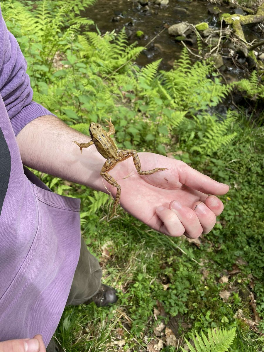 MagicCat_9's tweet photo. Went out with a friend and found some frogs and bones https://t.co/SRmpFfJe6p
