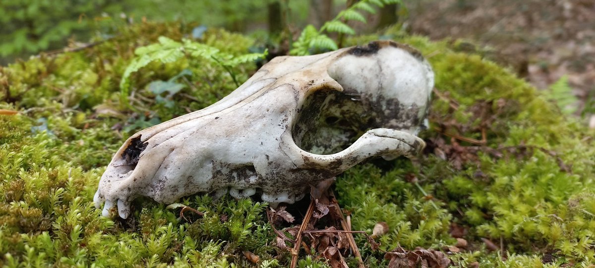 MagicCat_9's tweet photo. Went out with a friend and found some frogs and bones https://t.co/SRmpFfJe6p