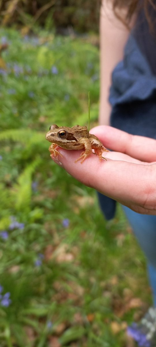 Went out with a friend and found some frogs and bones