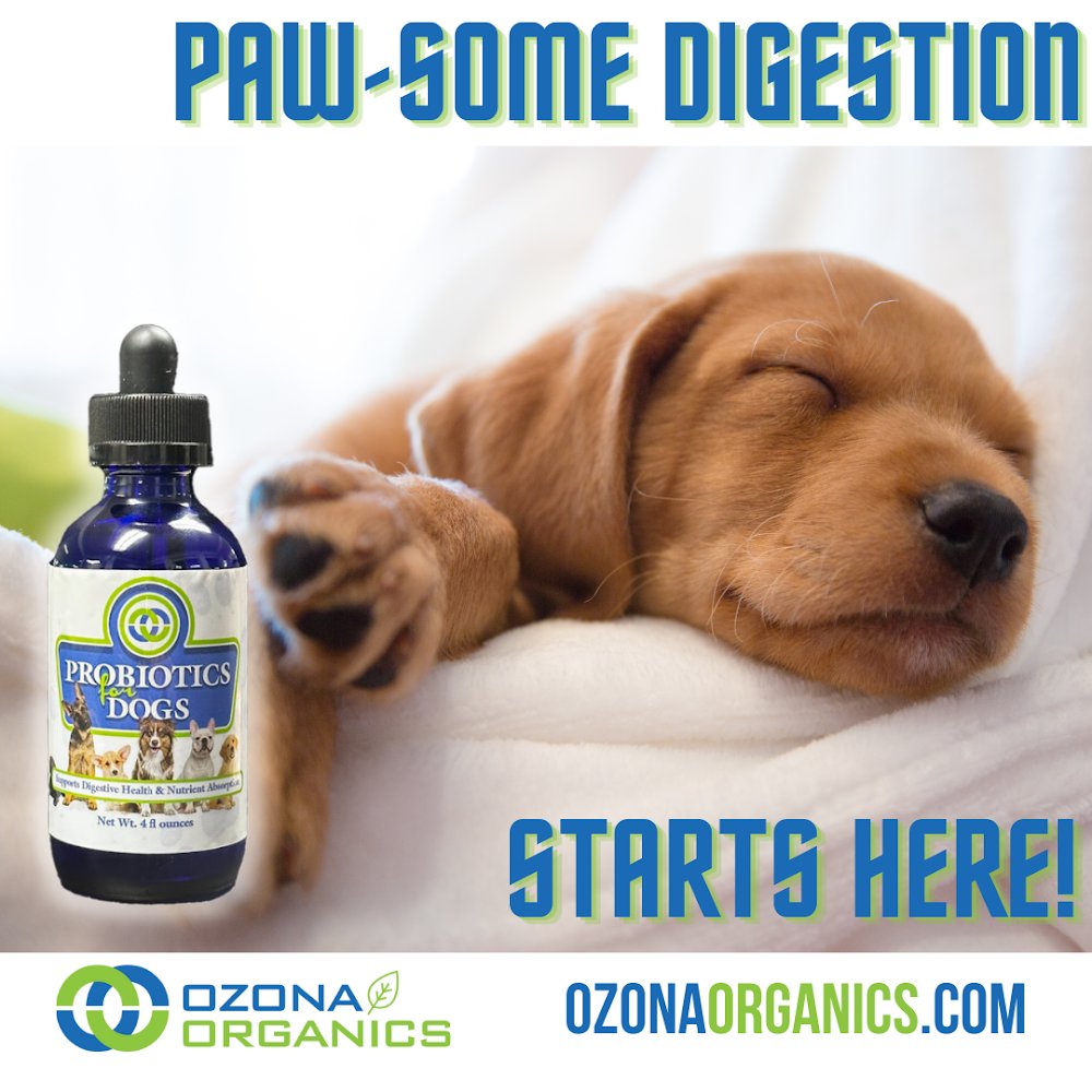OzonaOrganics's tweet photo. My hooman got me Ozona Organics Probiotics for Dogs and I feel so much better! No more tummy troubles for me. Order now at https://t.co/DfbCmqFXA8 #probioticsfordogs #healthydog #dogtestimonial https://t.co/g3k5Fe3ZvR