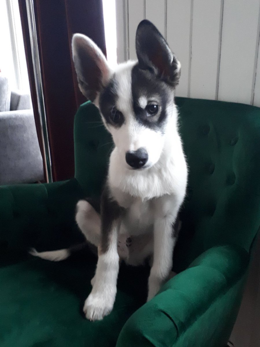 HourlyAwww's tweet photo. My chair now
#animals #dog #cat #aww #cute #cats #dogs #pets #love #puppy https://t.co/fRdoZCzy3k