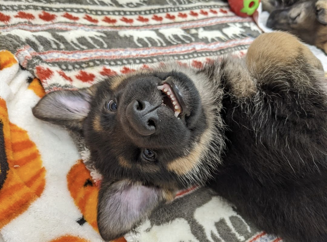 fidelco's tweet photo. Check out these pearly whites for #TeethOutThursday!
Don't forget to share your favorite #TeethOutThursday photo with us!!
VD: 7.5-week-old pup laying on his back with his head upside down and mouth open showing his bottom row of teeth. https://t.co/sUT8VHUKu2