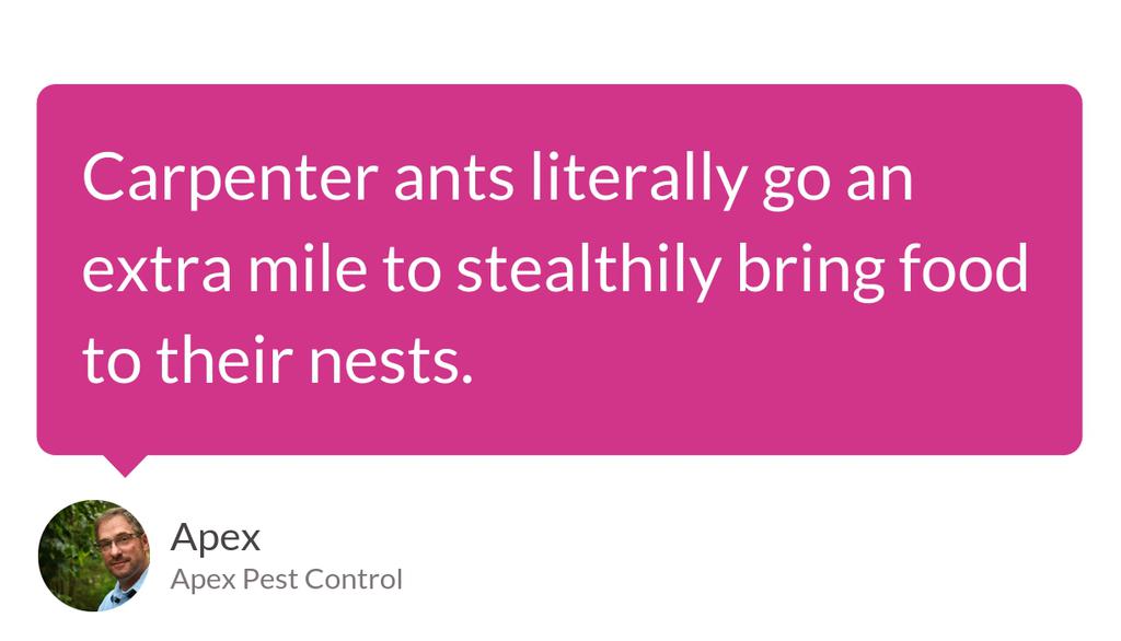 ApexPestAVL's tweet photo. The wood shavings are often found near the furniture, and wooden work in your house is the result of sheer hard work carried out by these ants.

Read the full article: How To Spot A Carpenter Ant Infestation
▸ https://t.co/2LTXC1PSIK

#ants #antremoval https://t.co/iSTCp1Ej6i
