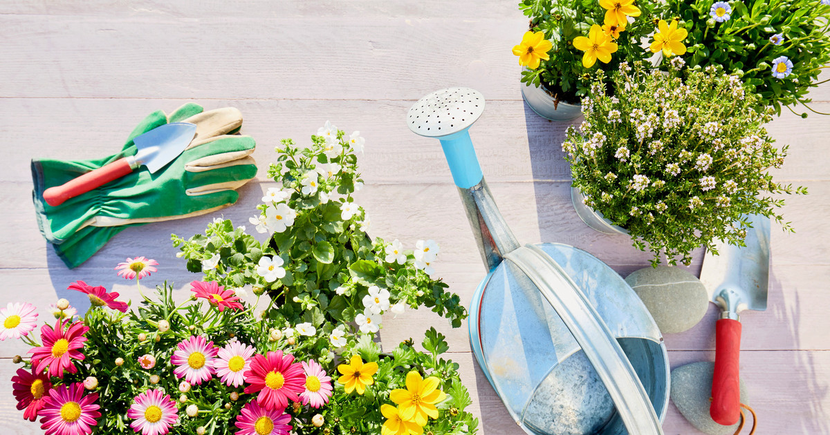 MarieClaire_ru's tweet image. Хотите, чтобы в вашем саду, на террасе или балконе всегда цвели цветы? Рассказываем, какие растения будут радовать вас яркими красками с мая по октябрь.

#садоводство #домиинтерьер

vk.cc/co3xsN