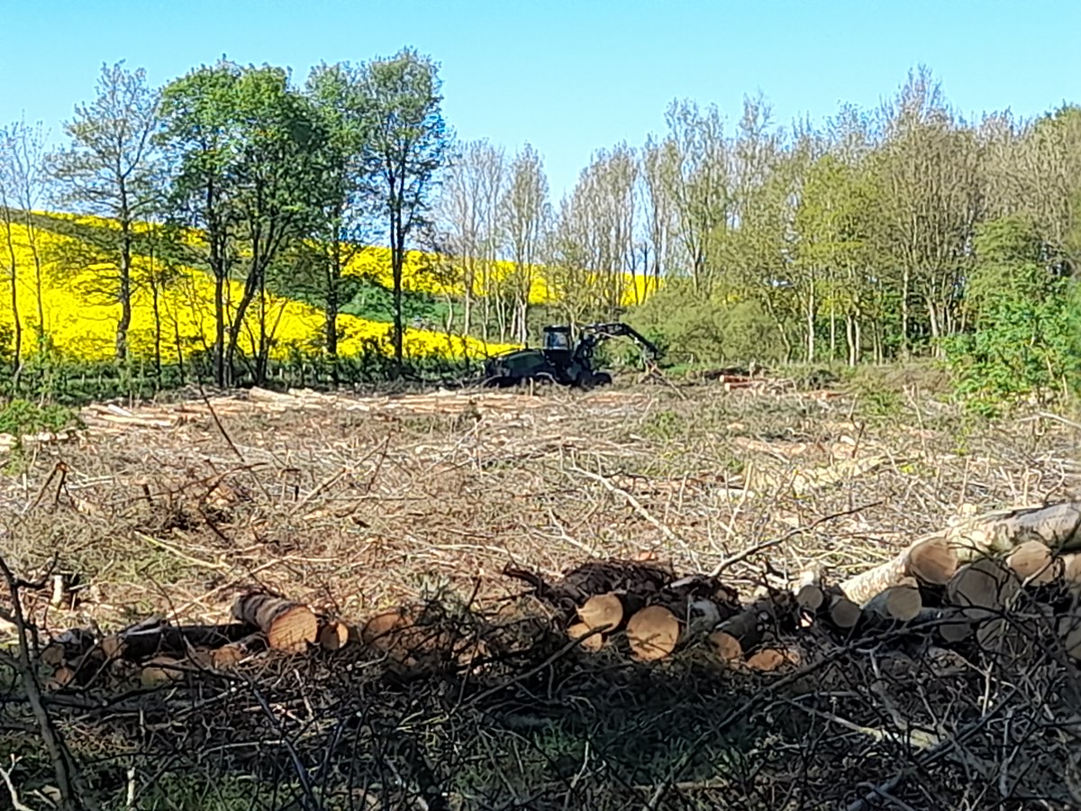GreenChris (@chrisdgreen52) on Twitter photo Custodians of the countryside - part 8:
Just south of the border - in Northumberland - a small deciduous woodland felled in early May. The operatives would have seen smashed nests and heard distraught parent birds - but did they care?
A lone Chiffchaff sang. Custodians of the countryside - part 8:
Just south of the border - in Northumberland - a small deciduous woodland felled in early May. The operatives would have seen smashed nests and heard distraught parent birds - but did they care?
A lone Chiffchaff sang.