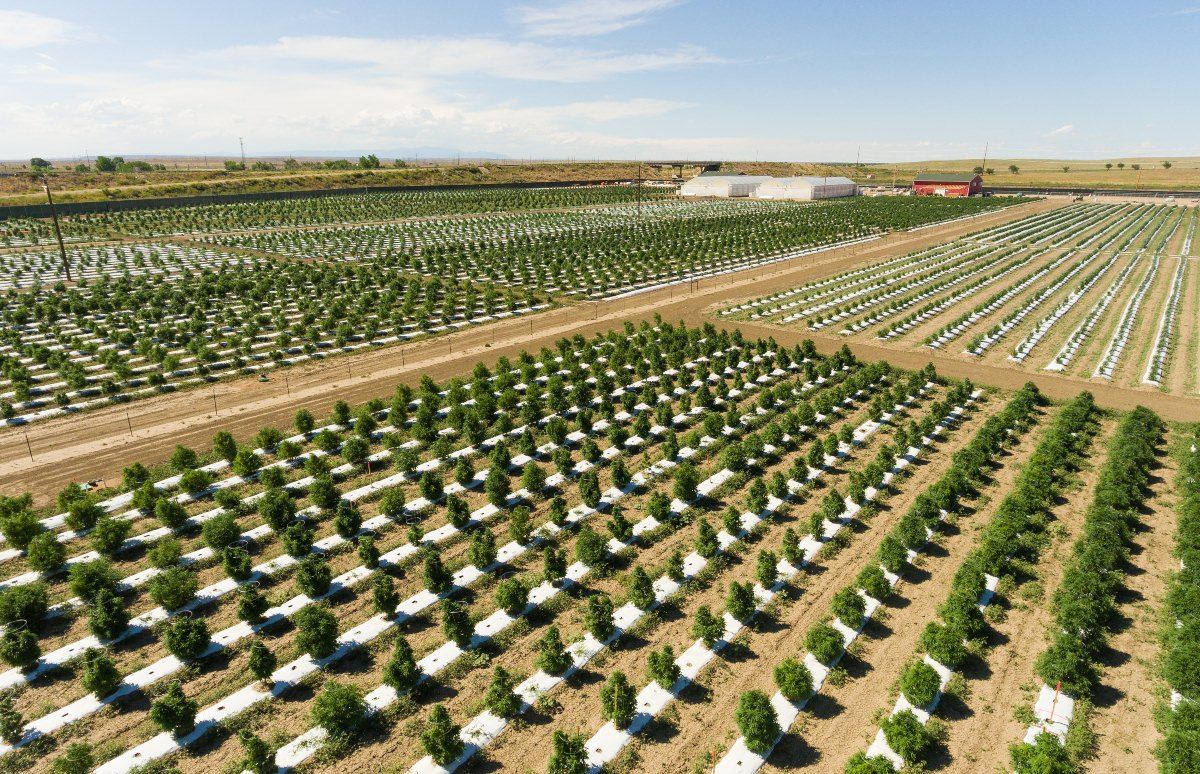 Large legal farm. Pueblo, Colorado, US

📸 Los Sueños Farms 

#cannabis #stonerfam #legalizeIt #weedmob #cbd