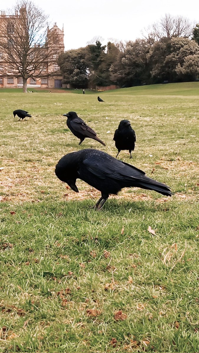 Me when I see a peanut on the ground but it's just a shell:
📸 <a href="/Its_DarkCircles/">Yellow Iris</a>