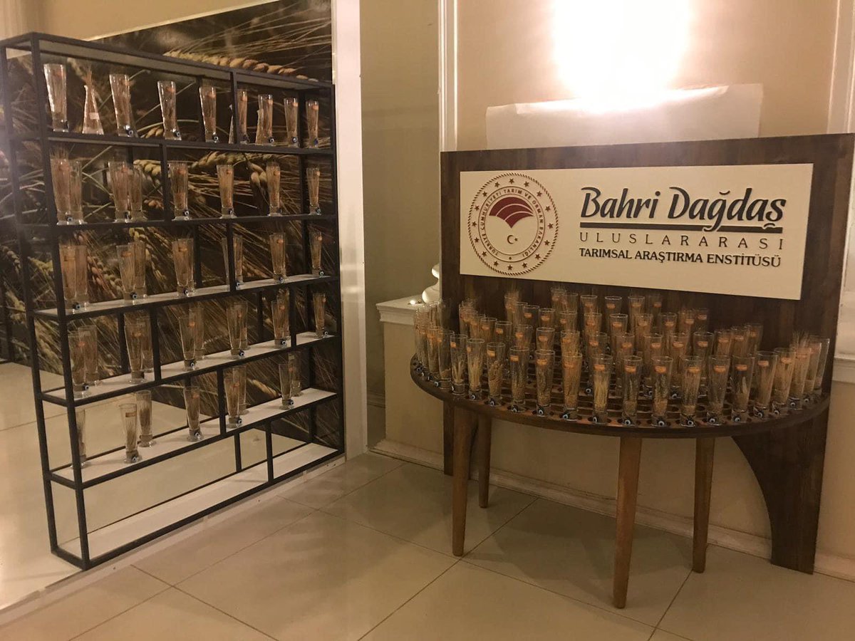16-YEREL-ATALIK buğdaylar ise;
-Çok değerlidir,
-ülkemizin genetik kaynağı ve zenginliğidir, 
-mutlaka bir yerlerde üretilmeli ve genetik ilerleme kendi yerinde devam ettirilmelidir…