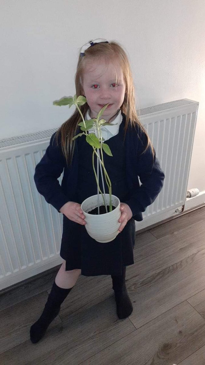 Michaela Mclauchlan from @AuchinraithS has some super tall sunflowers already! 

These beauties are ready for a bigger pot! 

Well done, Michaela!

#SunnyBlantyre🌻 @RHSSchools @RHSBloom #OurBloom #BloomHour