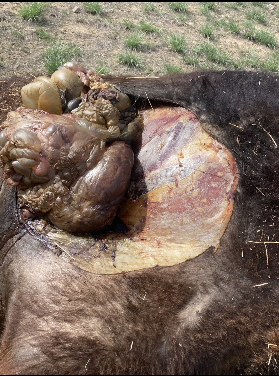 Anyone have any info on cow mutilation? Why? Who? What? Happened on our farm right near the farmhouse . Cow was seen healthy in pasture evening before and found dead from unknown cause with her udder skinned off the next afternoon . What the actual fook