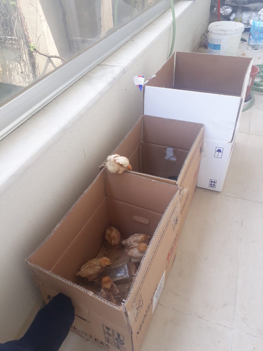 HaydiKHKlı Sandığa birleşe birleşe kazanacağız