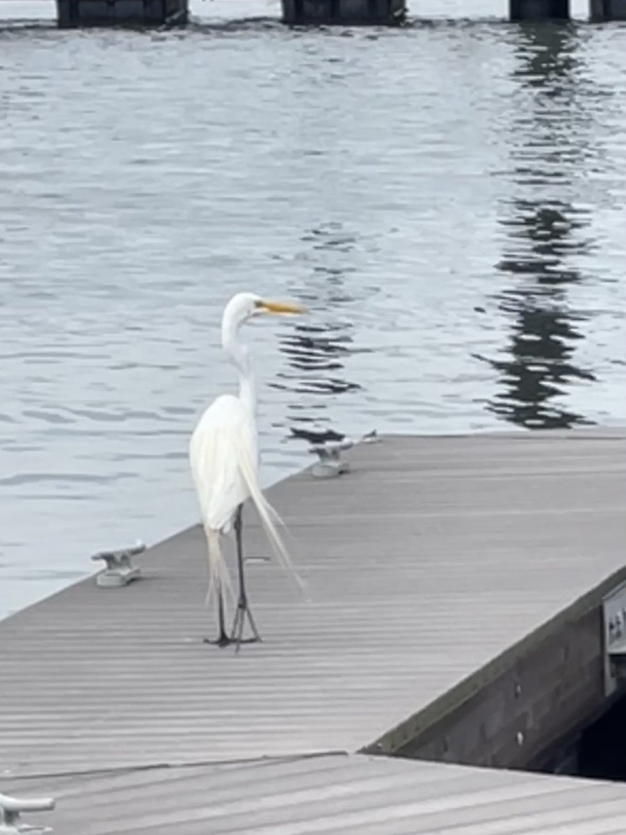 WeirdTexan's tweet photo. Name this #bird in weird Texas https://t.co/jmvWBDSomm