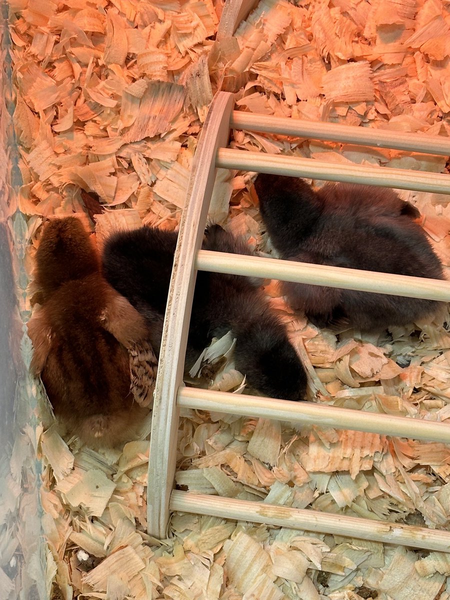 Our babies are getting so big! #timeflies ⁦<a href="/CerafinaG/">Cerafina Gotto</a>⁩ ⁦<a href="/n_pappagallo/">Natalie Pappagallo</a>⁩ ⁦<a href="/TallmadgeMiddle/">Tallmadge MS</a>⁩