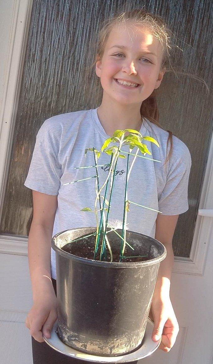 Another brilliant grower from @AuchinraithS! This time it's primary 5 pupil Lucy McDougall!

Lucy, you're doing a great job! Keep up the good work 👏

#sunnyblantyre🌻 #OurBloom @RHSBloom @RHSSchools #BloomHour