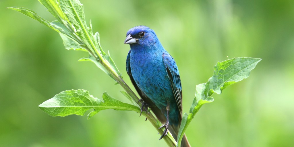 stlzoo's tweet photo. Did you know? St. Louis is smack-dab in the middle of one of the world’s most important migratory highways! The Mississippi flyway is the largest and most heavily used migratory bird route in North America. Seen here: an indigo bunting. #WMBD2023 #StlZoo https://t.co/7YSolGf8gu