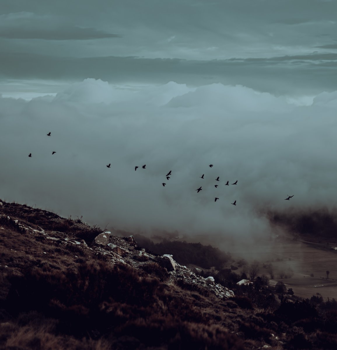 _____Julian__'s tweet photo. Foggy.

@Sigma_Japan @SigmaFrance @SonyAlpha 

#birds #foggy #rain https://t.co/pKiLlNP1SW