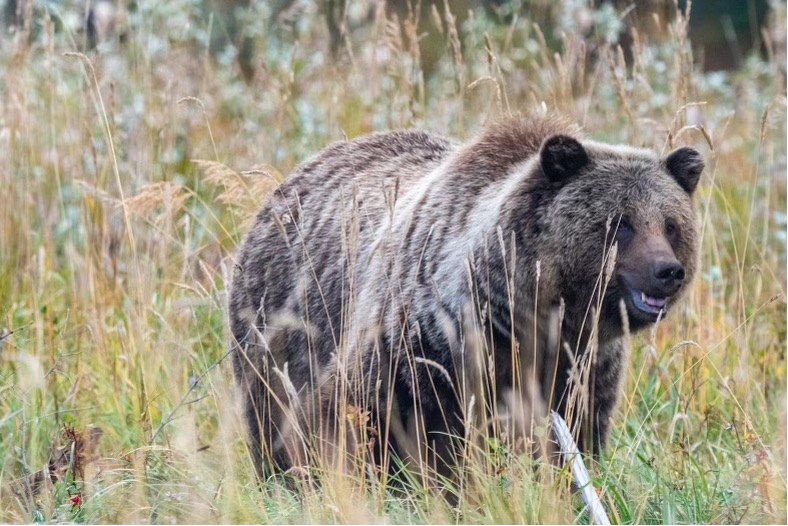 TransMtn's tweet photo. During construction of the Expansion Project, our goal is to minimize potential impacts on the environment and protect wildlife and their habitats. 🐻 

Learn more about our Environmental Protection Plans: https://t.co/vFmrVjN4PK https://t.co/7aGdboW6dE