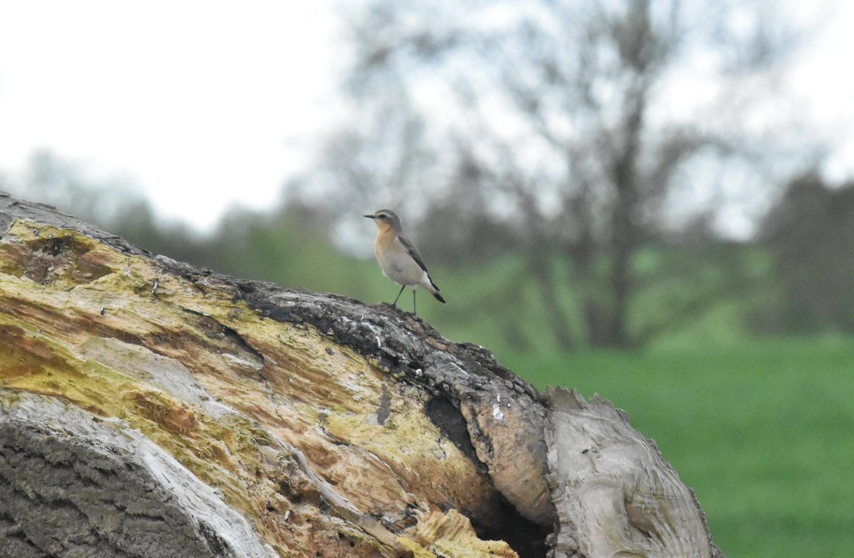 davephillips59's tweet photo. Female Wheatear and a single Whooper Swan in Richmondshire. Green Hairstreaks, pair of Adders, Red Kite in Teesdale. @yorkshirebirds @BC_Yorkshire @savebutterflies @ukbutterflies https://t.co/GLo3FKEJej