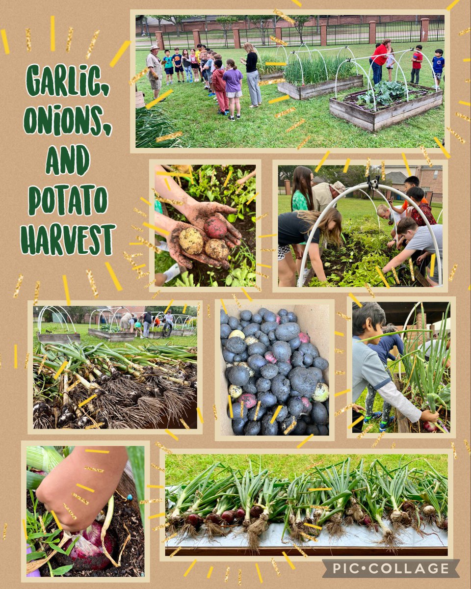 Overcast skies were perfect for first, third, &amp; fifth grade harvests in the <a href="/LakesideCoppell/">LakesideCoppell</a> garden. Our produce is being shared for use in CISD cafe’ recipes, a summer sack lunch program, and Metrocrest! Way to grow, Longhorns! <a href="/CISDFarmerLarry/">Farmer Larry</a> <a href="/CISDNutrition/">Coppell ISD Child Nutrition</a> #lakeside2223