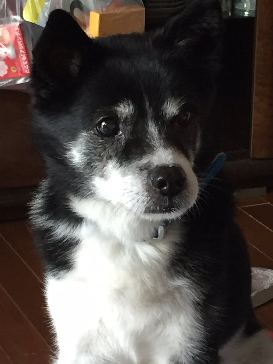 も〜にいさん tweet media