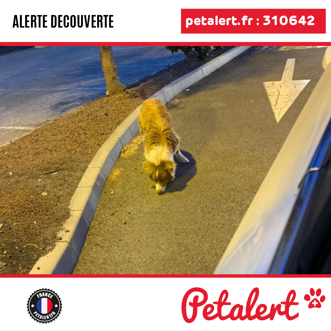petalert_france's tweet photo. Trouvé #Chien #PyreneesOrientales #LeBoulou #Petalert #PetAlert66 / https://t.co/RcuZmlySQM https://t.co/DenqL50u2b