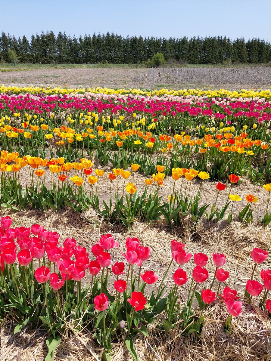 storycatching's tweet photo. Colourful #tulips @GreenCornersYOW #myottawa #Ottawa https://t.co/zvJ0zKLlDh