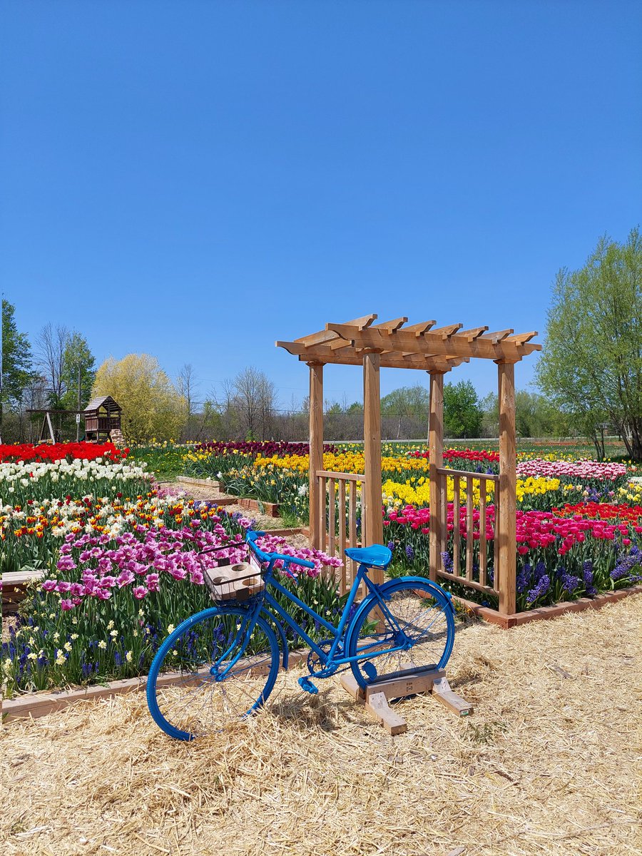 storycatching's tweet photo. Colourful #tulips @GreenCornersYOW #myottawa #Ottawa https://t.co/zvJ0zKLlDh