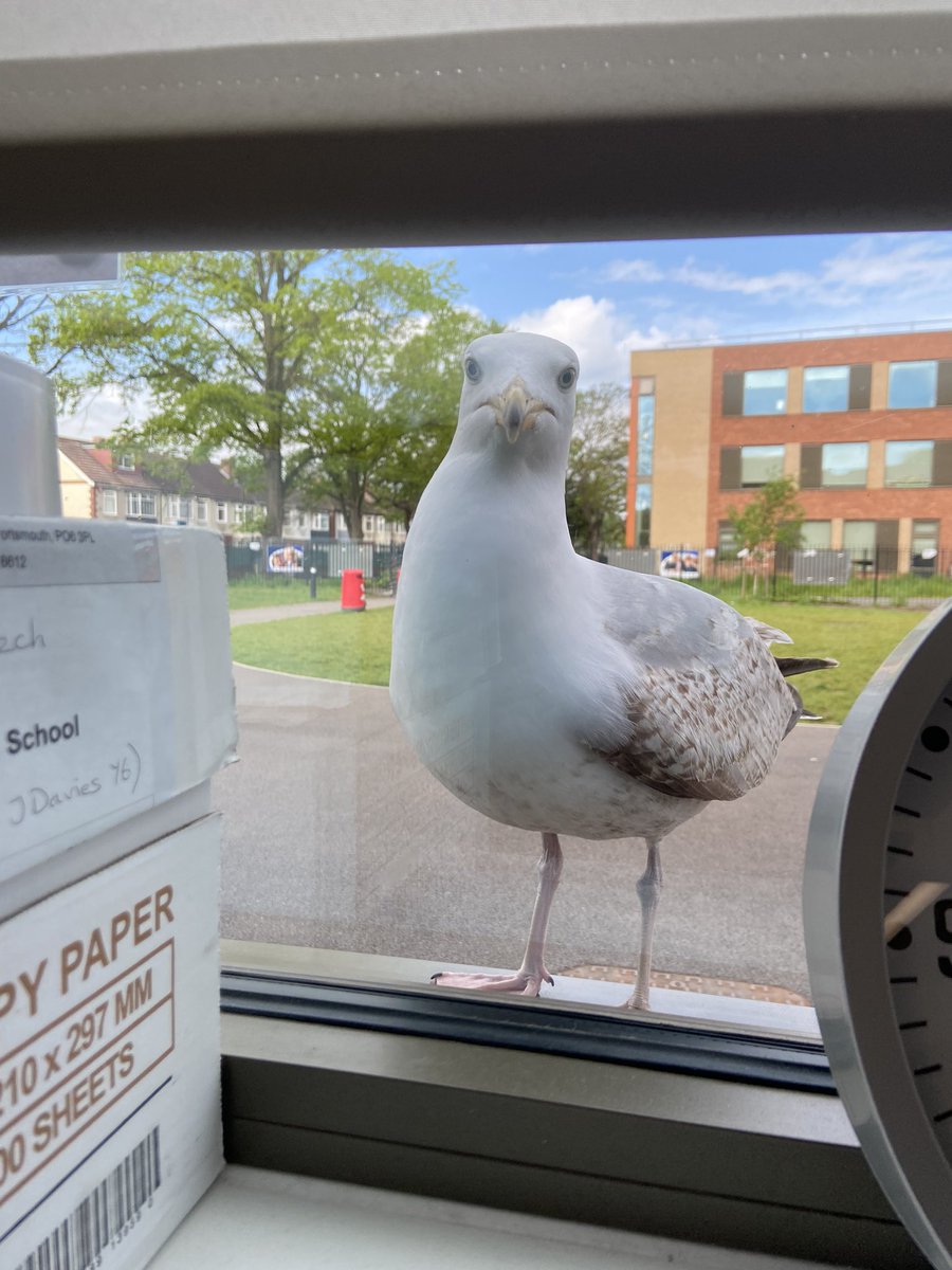 jacksorbet's tweet image. A well timed visit Mr Seagull… 1 minute into SATS maths paper 1 to throw everyone off task! 😅 #sats2023