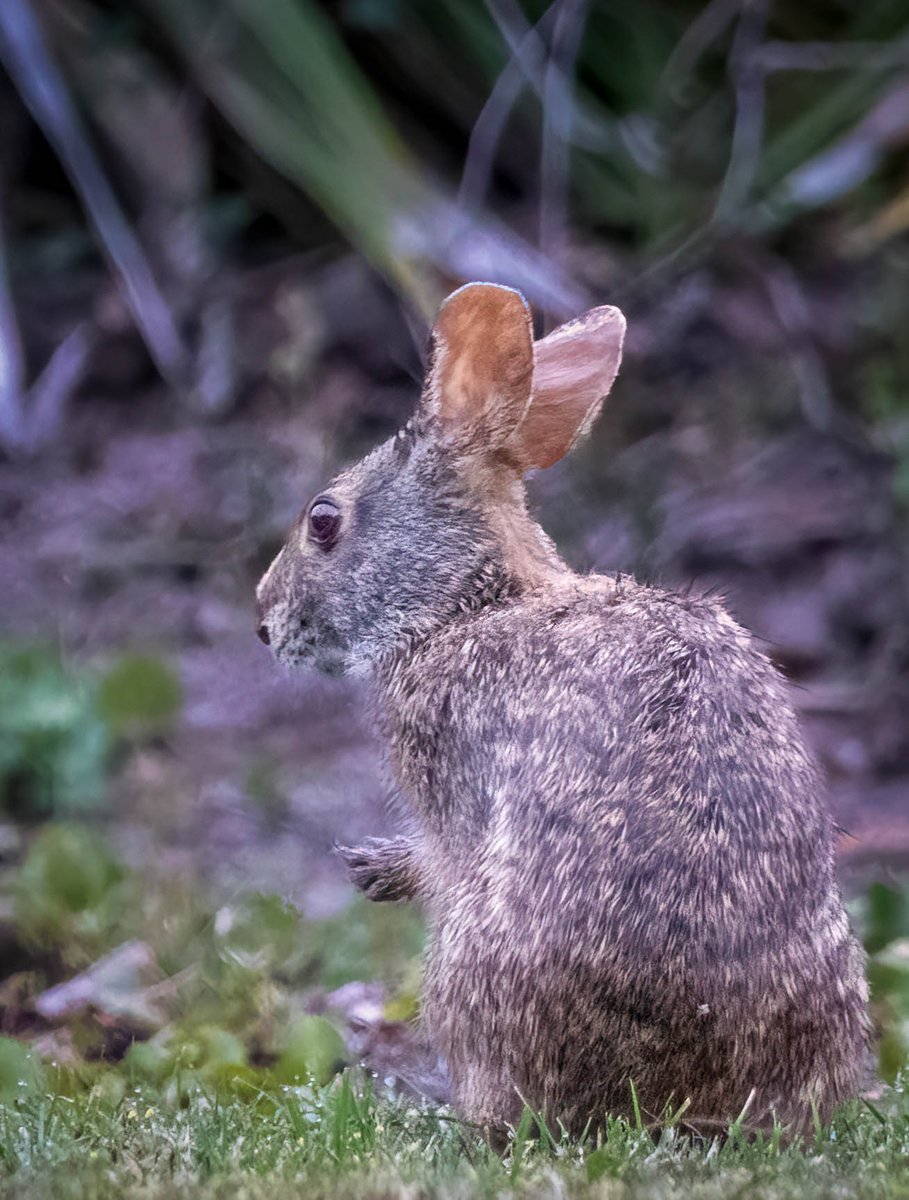 Carol Elizabeth Cox on Twitter "Marsh Rabbit washing his paw."