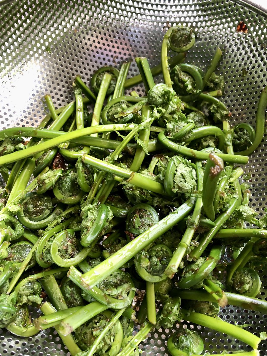 Fiddleheads picked! 🌱 #wildcrafting #homecooking
