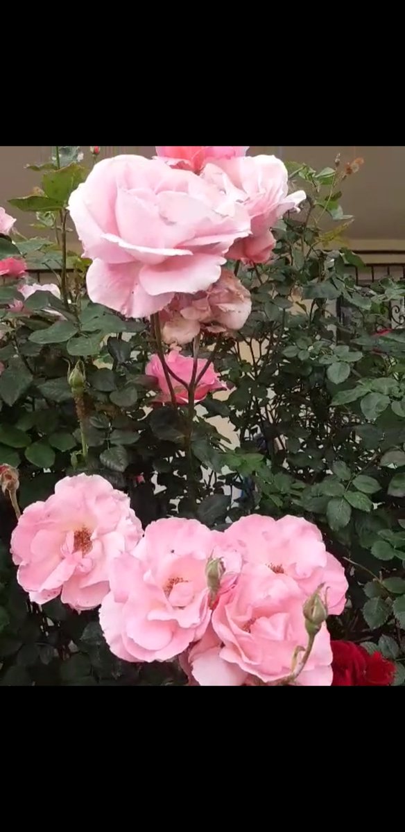 Gülay isminin manası:
Güllerin açtığı mayıs  ayı
#içimdengeldi
#mayıs