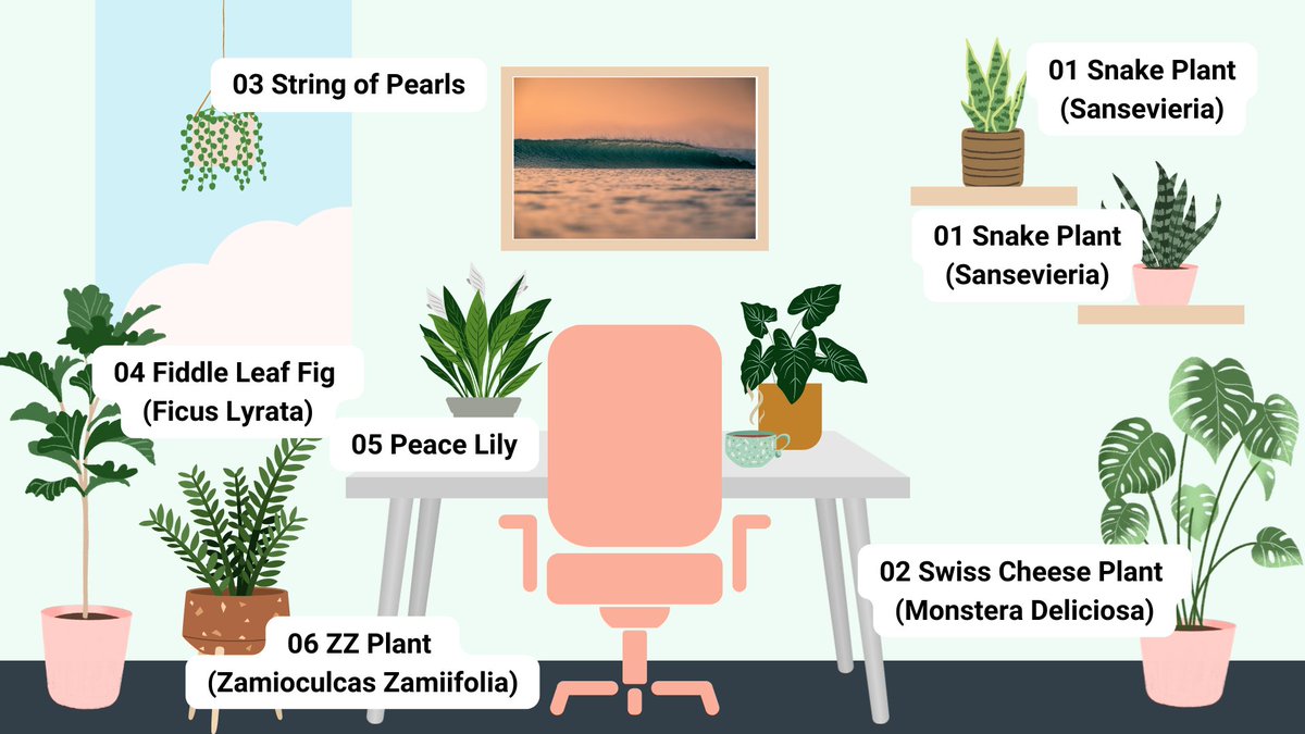 As resident plant nerds here at SwipedOn (🪴 🤓 👋) here's a quick glance at some of our favourite office plants for a quick, and cost effective, biophilia fix however big or small your working space is. #biophilia #biophilicdesign #officeplants #officelife