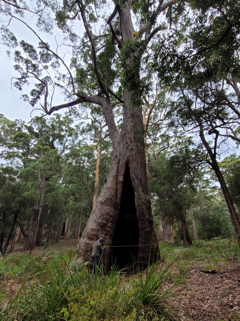 EcolSocAus's tweet photo. “Fat bottom trees make the world go round” by @Nate_S_Anderson  (shortlisted in the #OutStandingInTheField category of the 2022 ESA #PhotoCompetition)⁠

“Measuring tree diameters on this Red Tingle (Eucalyptus jacksonii) [...].” #EcologyInAction #FieldworkFriday #OzPlants https://t.co/rkFk0ee0Qs