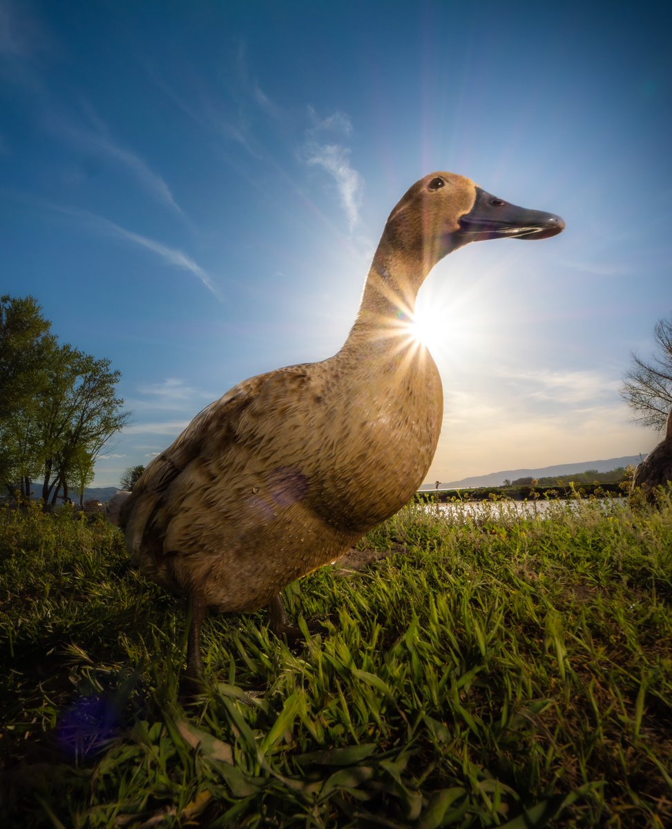 DuckFoodBot's tweet photo. shine on

(retweet to send noms https://t.co/bCx4zPeNUf) https://t.co/afAML6cQsa