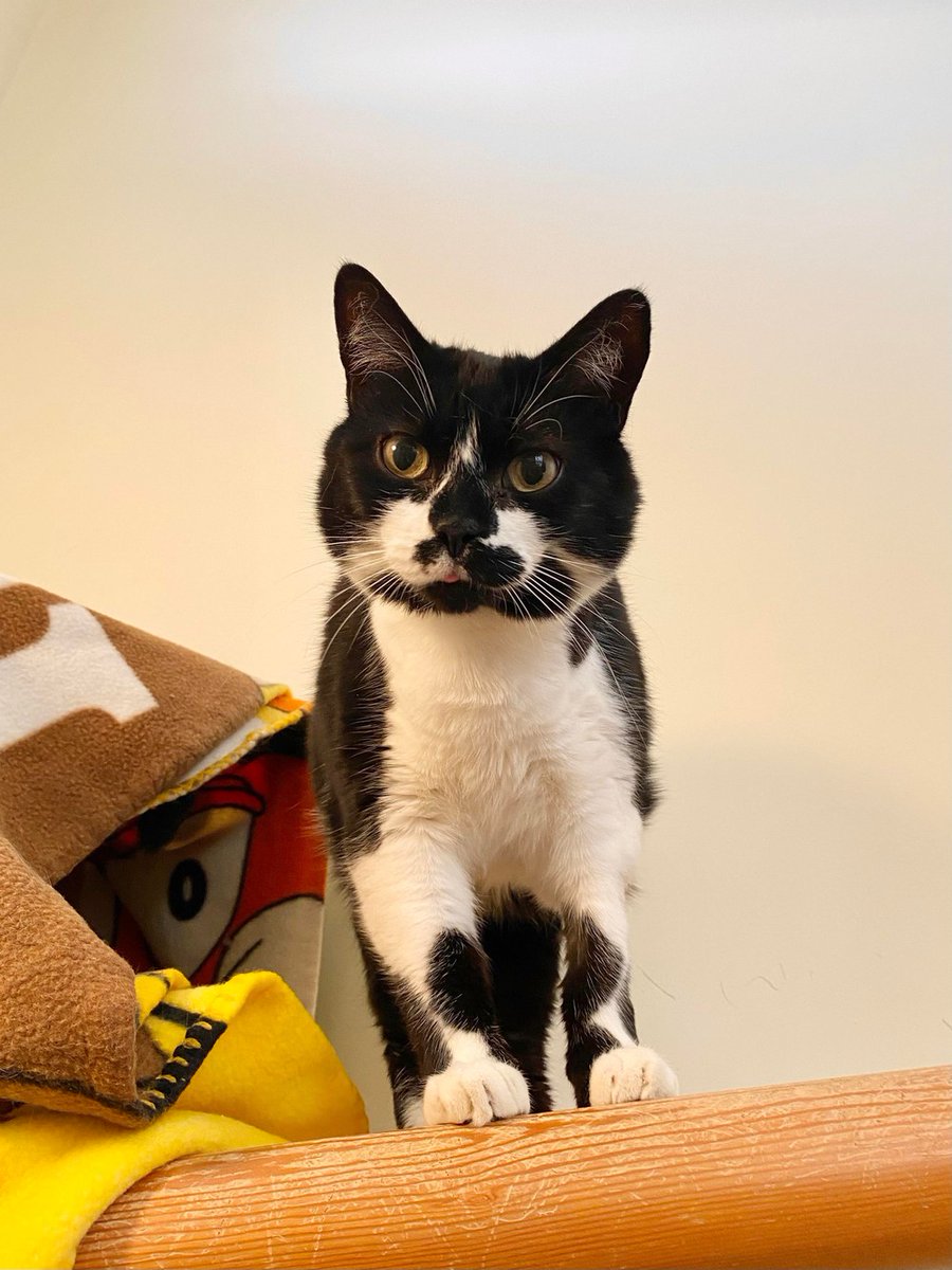 BOW_VALLEY_SPCA's tweet photo. I'm Patricia! I came on a long journey from Saskatchewan to be here in the Rockies to find a great home! I am one half of a bonded pair - Stevie is my other half! You may wonder how a 9 year old (me!), and a 9 month old (Stevie) came to become bonde… https://t.co/S0nrOd7eZe https://t.co/nhYKvH3jNK
