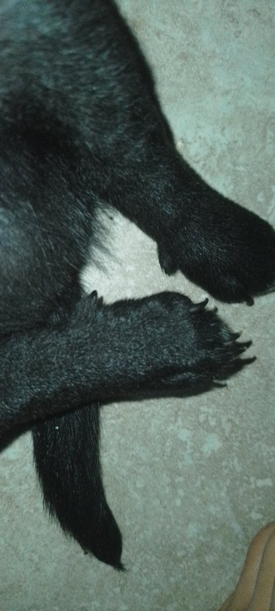 Tama_Z2's tweet photo. me acabo de dar cuenta que mi perro nacio con 5 dedos en las patas traseras https://t.co/O9Oi6Jfyrj