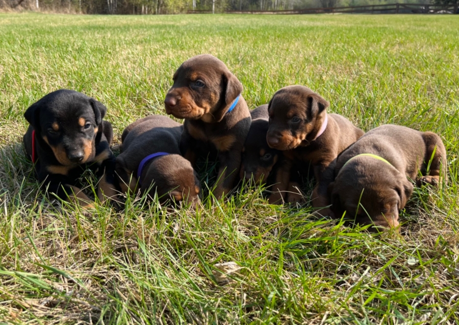 Doberman Pinscher
petpost.ca/pets/dogs-pupp…