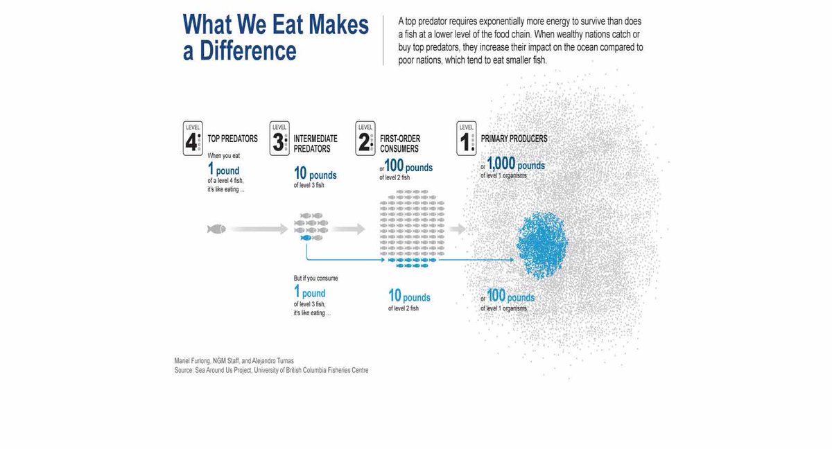 _visfx_'s tweet photo. INFLUENCES: "What We Eat Makes a Difference" @NatGeo 
GRAPHIC BY MARIEL FURLONG AND ALEJANDRO TUMAS/NATIONAL GEOGRAPHIC https://t.co/ihqiIi5KUe
