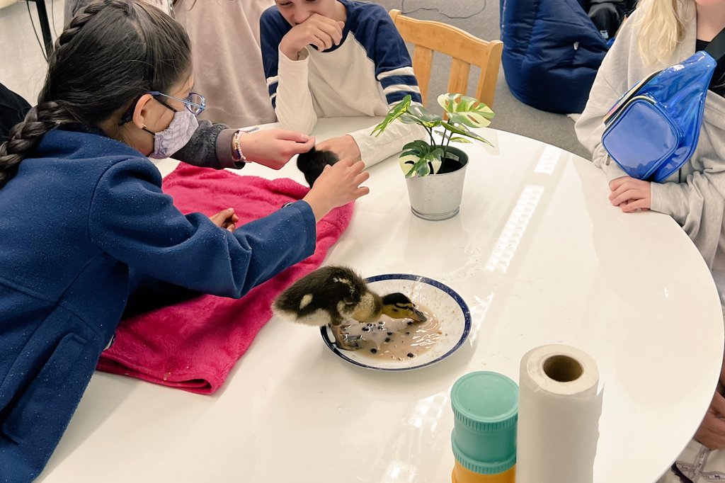 ricard_mona's tweet photo. Therapy ducks in our Wellness Center #SequoiaElem. They love treats (fruits and veggies from the salad bar) and spiders off of Ms. Toni's desk! @SequoiaEL @SequoiaSteam277 @MtDiabloUSD @MDGardenEdu https://t.co/RtIJvJoAPc
