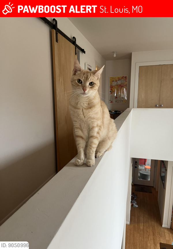 Have you seen Leon? Lost cat in St. Louis, MO 63110 (ID: 9050996)
pawboost.com/landing/pet/Mg…