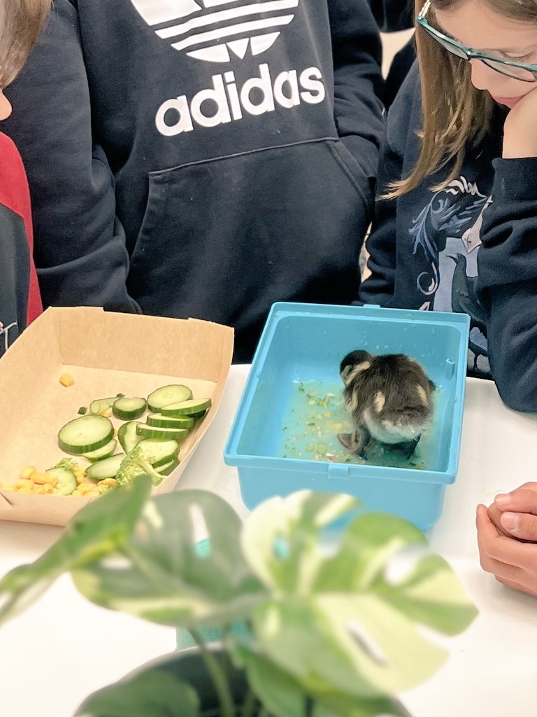 ricard_mona's tweet photo. Therapy ducks in our Wellness Center #SequoiaElem. They love treats (fruits and veggies from the salad bar) and spiders off of Ms. Toni's desk! @SequoiaEL @SequoiaSteam277 @MtDiabloUSD @MDGardenEdu https://t.co/RtIJvJoAPc