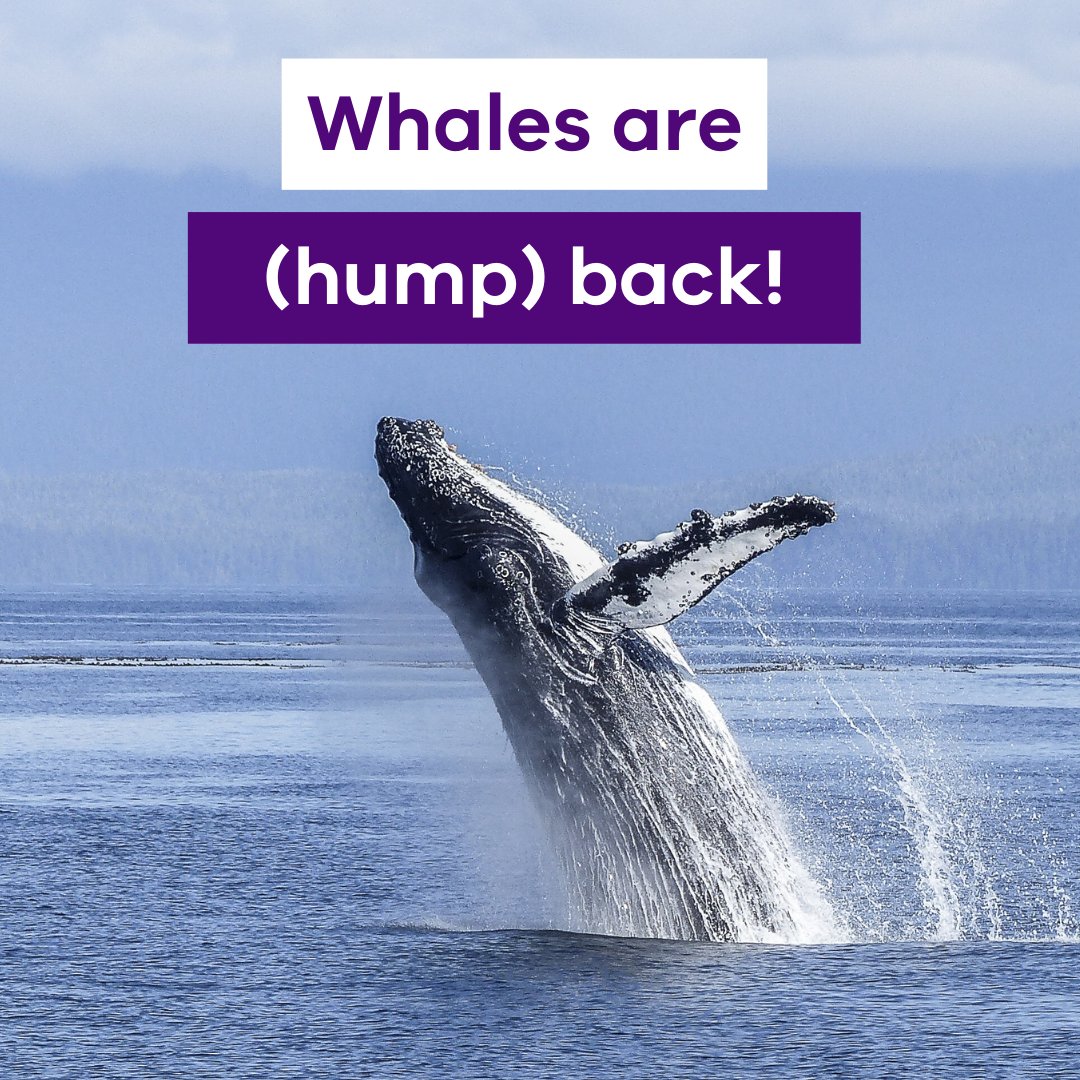 ConservationReg's tweet photo. Watch out for whales! 🐳

Humpbacks and southern right whales are starting to visit the Victorian coast.

Keep them and yourselves safe by obeying all distance rules:
🏊‍♀️ 50m for swimmers &amp; surfers
🚤 200m for boats &amp; 300m for jet skis
🚁 500m for helicopters and drones https://t.co/xF1kV7NNzS