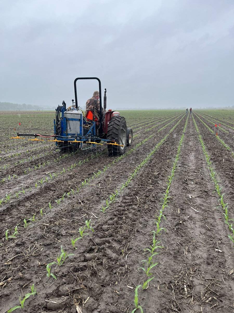 bosche_leonardo's tweet photo. Today’s task: nitrogen application in our corn trial as we delve deeper into the effects of nitrogen deficiency. Excited to see the results! #CornSeason #NitrogenDeficiency #CropResilience 🌽🧬🧪 https://t.co/t4SGcZyS34