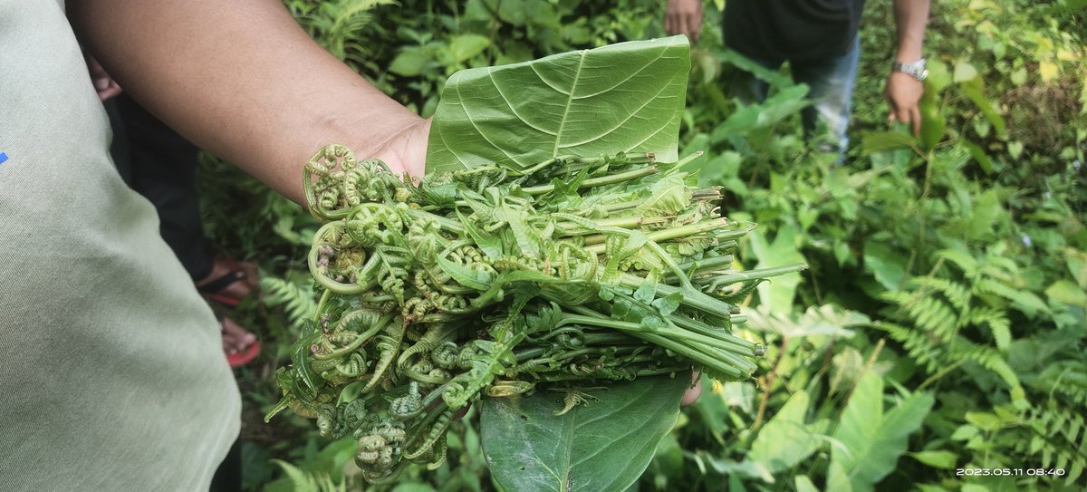 farmer_samir's tweet photo. Training new batch of Green Commandos-Climate Grief to Climate Action. We developed this food forest camp to train youths to co-exist with the forest to grow food as the forest. No tillage, no weeding,no hybrids, no irrigation, no monocropping,no deforestation for food. https://t.co/RL1W0kt2ZP